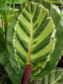 کالا‌ته‌آ,Peacock Plant 
